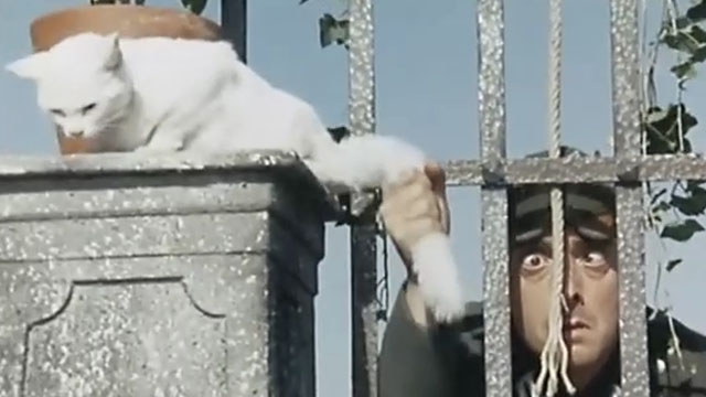 La feldmarescialla - Nazi soldier pulling on white cat's fake tail