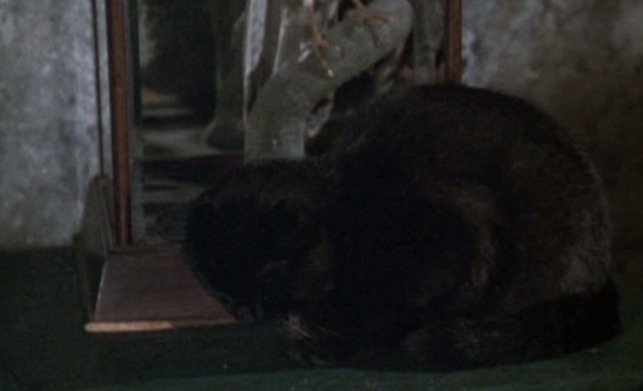 ffolkes - black cat Enoch