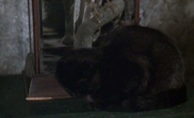 ffolkes - black cat Enoch