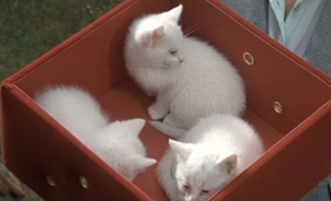 ffolkes - white kittens in box