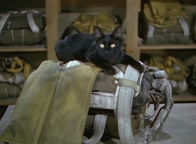 Fighter Squadron - black cat sitting on top of parachute