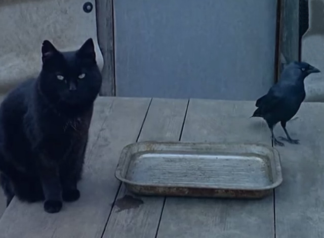 Film Star Animals - black cat on table with black bird