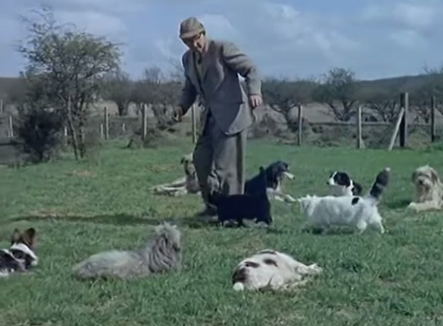 Film Star Animals - Jack Holmes walking long-haired white and tabby cat and black cat on leads through dogs