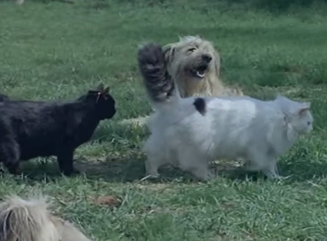 Film Star Animals - Jlong-haired white and tabby cat and black cat being led through dogs