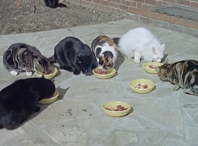 Film Star Animals - numerous cats eating from bowls