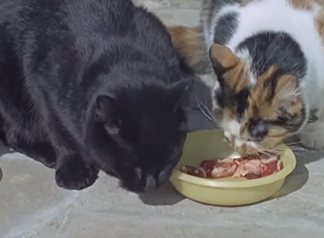 Film Star Animals - black cat and calico cat eating from bowl