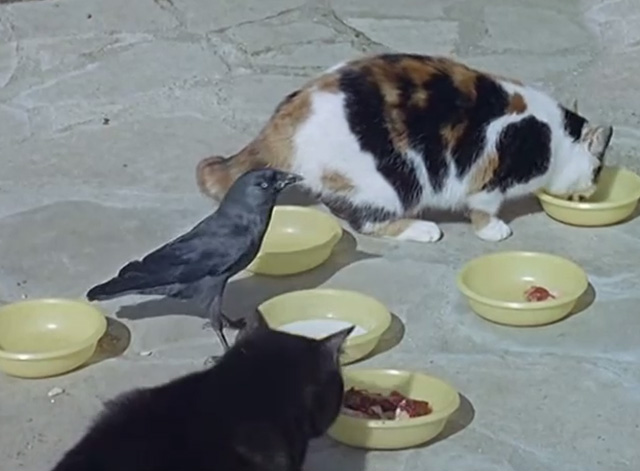 Film Star Animals - black cat and calico cat eating from bowl with black bird