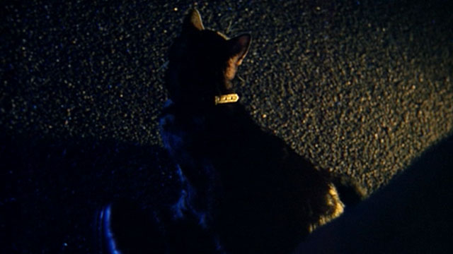 Final Hour - Sidste Time - brown tabby cat sitting on asphalt