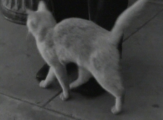 Finishing School - dirty white cat rubs against man's leg