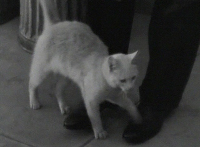 Finishing School - dirty white cat rubs against man's leg in the opposite direction