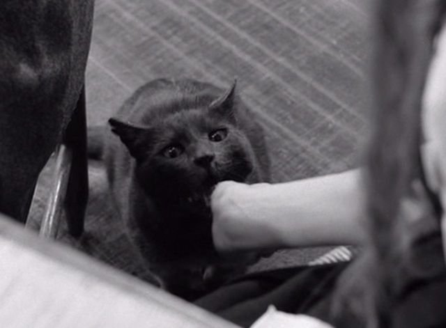 The Fire Within - gray cat still being fed beneath table