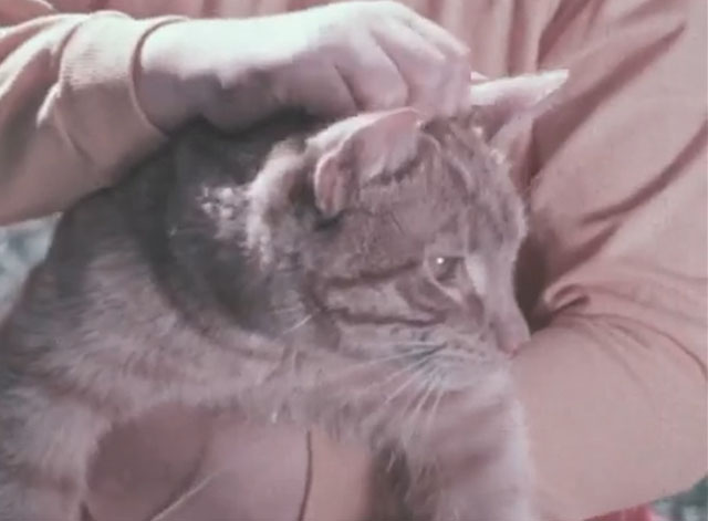 First Aid for Children - close up of ginger tabby cat