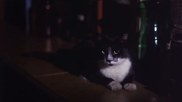 The First Deadly Sin - tuxedo cat Rocky sitting on kitchen counter