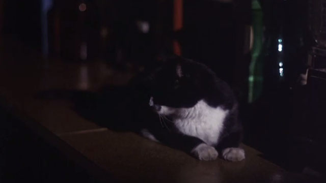 The First Deadly Sin - tuxedo cat Rocky sitting on kitchen counter
