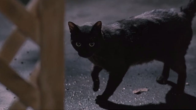 The First Power - black kitten on other side of gate