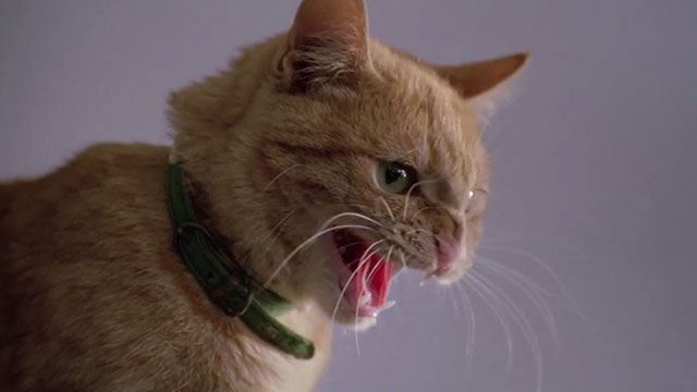 The First Power - ginger tabby cat Jack hissing