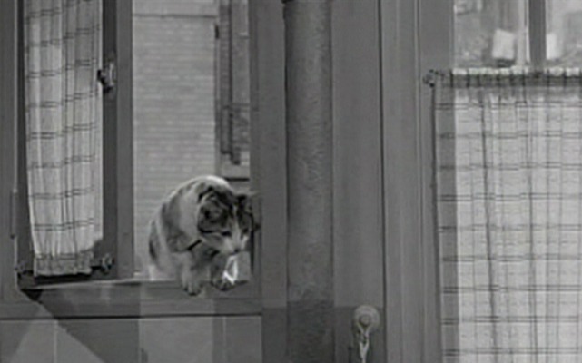 Five Miles to Midnight - calico cat in window