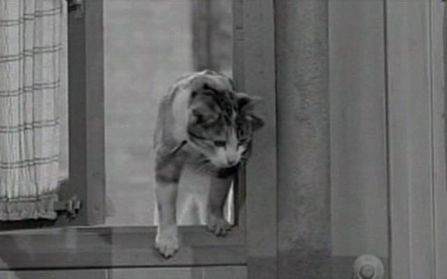 Five Miles to Midnight - calico cat in window closer