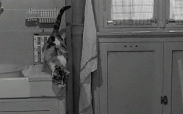 Five Miles to Midnight - calico cat coming down from window