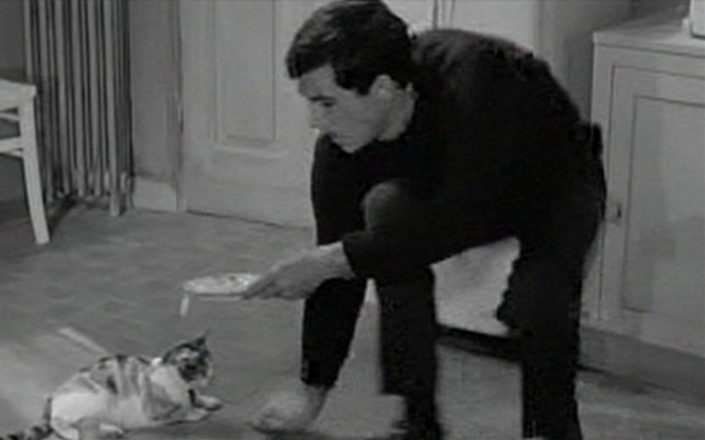 Five Miles to Midnight - Anthony Perkins takes saucer of milk away from calico cat