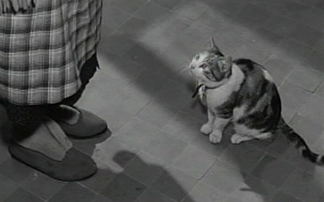 Five Miles to Midnight - calico cat looking up at Madame Duval