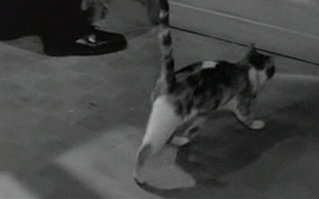 Five Miles to Midnight - calico cat heading for door