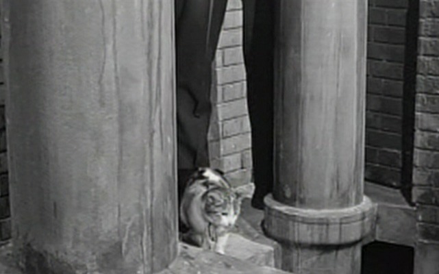 Five Miles to Midnight - calico cat at Robert's feet on ledge