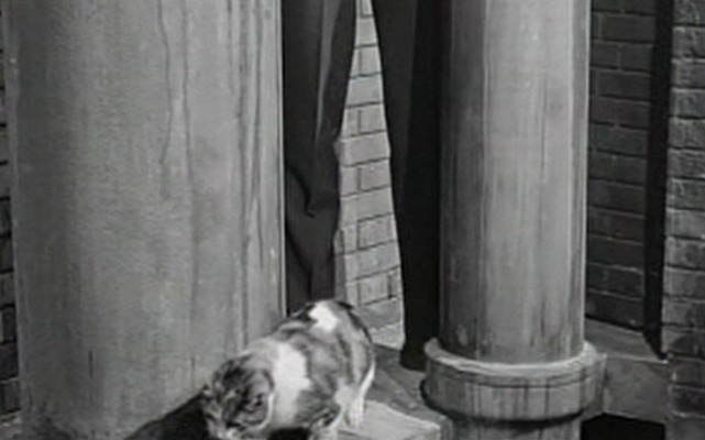 Five Miles to Midnight - calico cat moving away on ledge