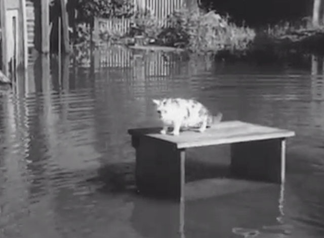 Flood Disaster in New South Wales - calico cat stranded on table in flood