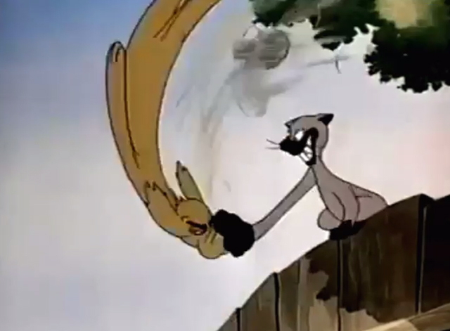 Flora - Siamese cat slamming Ronny dog on fence