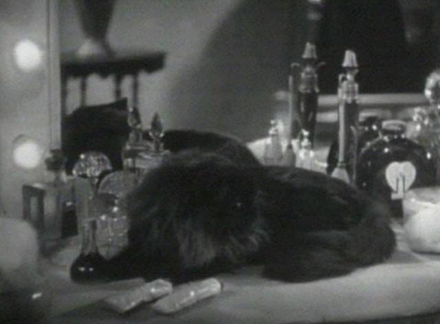 The Florentine Dagger - Persian black cat Fluffy on dressing table