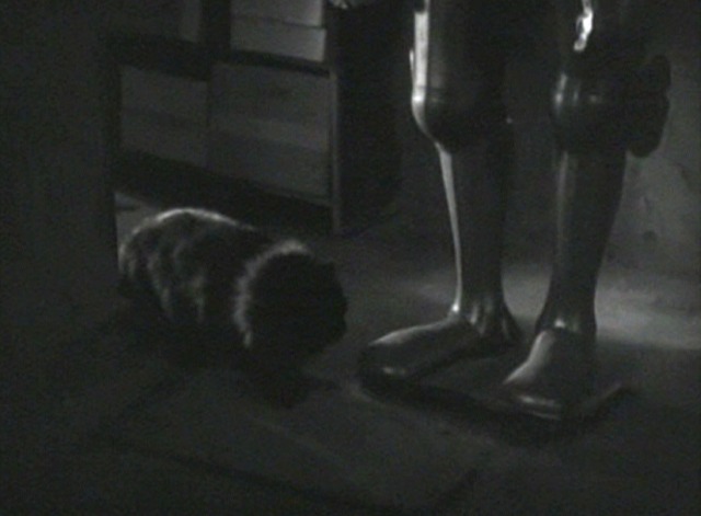 The Florentine Dagger - Persian black cat Fluffy enters from other room