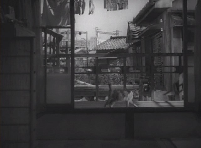 Flowing - calico Japanese Bobtail Ponko walking by