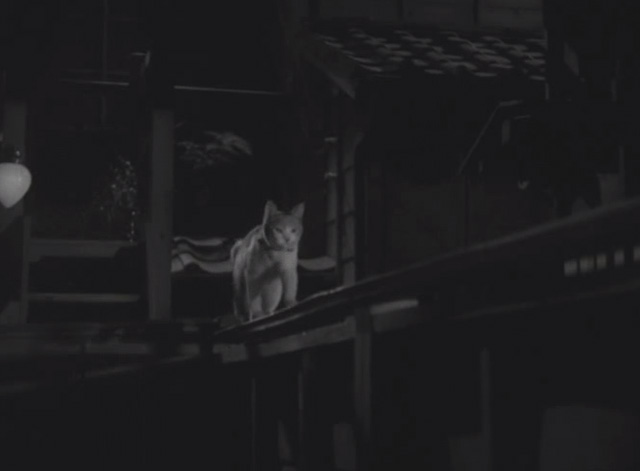 Flowing - calico Japanese Bobtail Ponko walking along top of fence