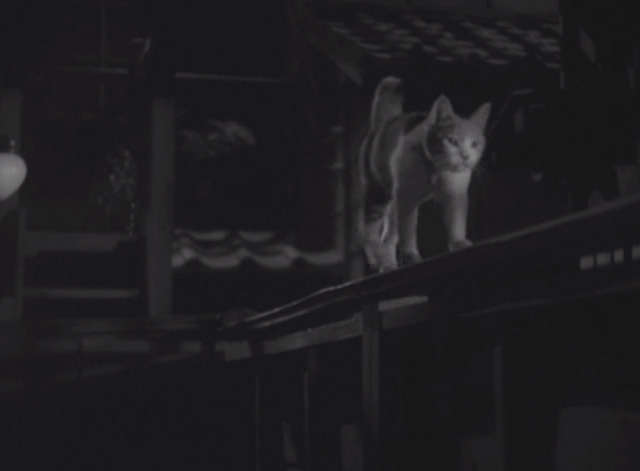 Flowing - calico Japanese Bobtail Ponko walking along top of fence