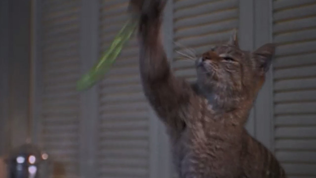 Flubber - tabby cat pawing at flying pieces of Flubber
