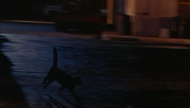 The Fly - black cat Tom running