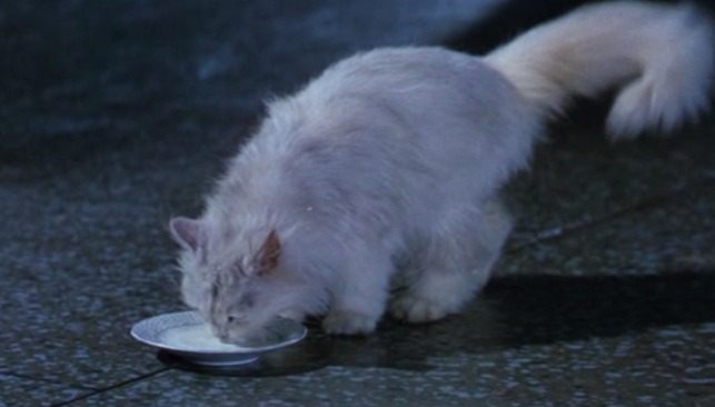 The Fly - Andre gives white angora cat Dandelo some milk