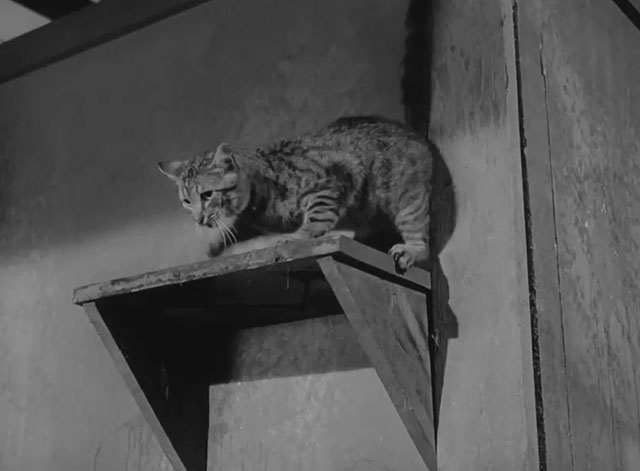 The Fool Killer - tabby cat on high shelf