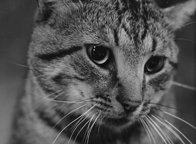 The Fool Killer - tabby cat close up