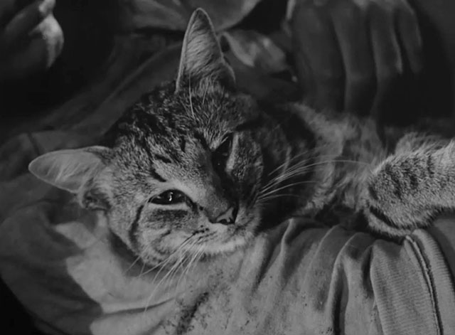 The Fool Killer - tabby cat sleeping in bed