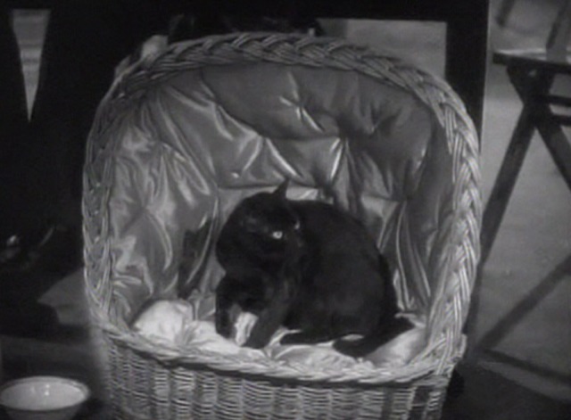 Footlight Parade - black cat sitting in basket
