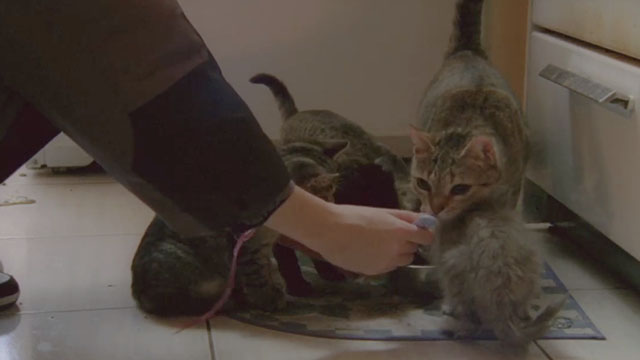 Forever's Gonna Start Tonight - Sonya Viktoria Vinyarska feeding several cats on kitchen floor