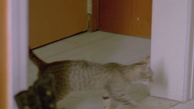 Forever's Gonna Start Tonight - tabby cat running through doorway