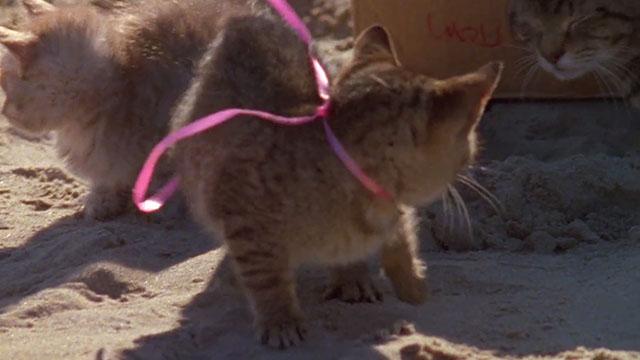 Forever's Gonna Start Tonight - tabby cat and kittens by cardboard box left on beach