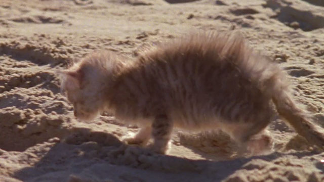 Forever's Gonna Start Tonight - tabby kitten on beach