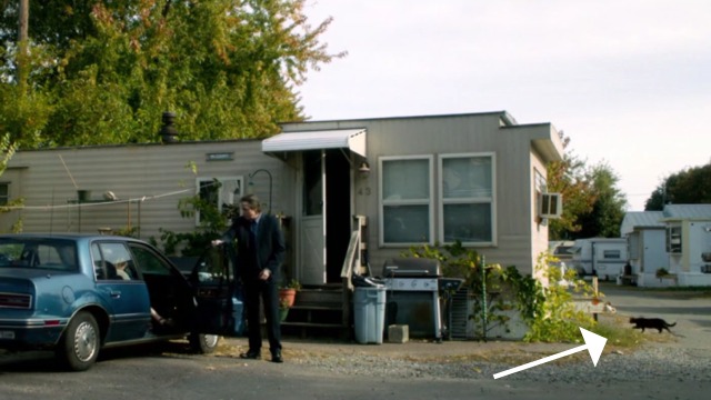 The Forger - black cat running towards mobile home