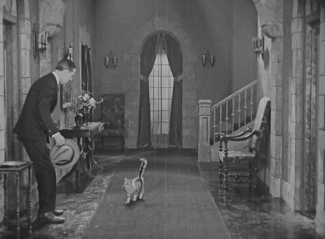 Forgotten Sweeties - longhair tabby cat approaching Thurston Charley Chase