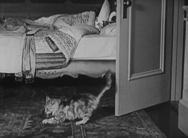 Forgotten Sweeties - longhair tabby cat scratching at bedroom carpet