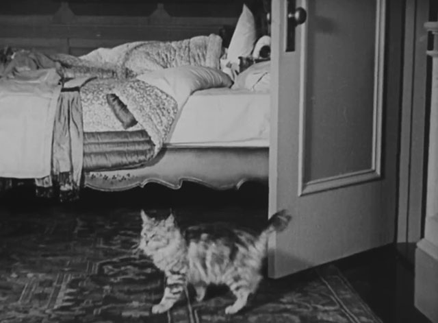 Forgotten Sweeties - longhair tabby cat entering bedroom